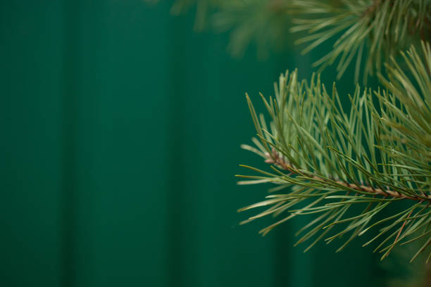 abeto verde de cerca enmarcando espacio de copia abierto con nuevo crecimiento de resorte y conos de pino. concepto navideño. - spruce tree colorado blue blue spruce fotografías e imágenes de stock