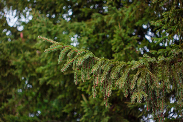 abeto verde de cerca enmarcando espacio de copia abierto con nuevo crecimiento de resorte y conos de pino. concepto navideño. - spruce tree colorado blue blue spruce fotografías e imágenes de stock