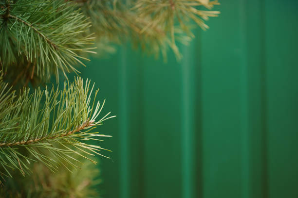 зеленая ель крупным планом обрамление открытого пространства копии с новым ростом весны и сосновых шишек. рождественская концепция. - spruce tree colorado blue blue spruce стоковые фото и изображения