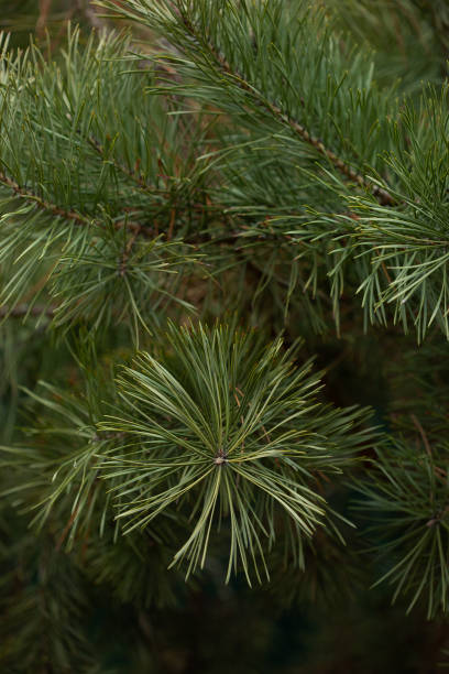 abeto verde de cerca enmarcando espacio de copia abierto con nuevo crecimiento de resorte y conos de pino. concepto navideño. - spruce tree colorado blue blue spruce fotografías e imágenes de stock