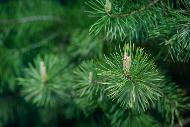 istock Green spruce close up framing open copy space with new spring growth and pine cones. Christmas concept. 1226818480