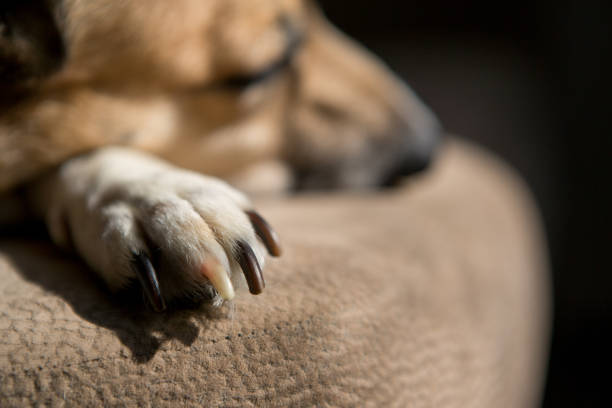 istock Close-up of a sleeping dog's paw with multicolored claws 1226819503