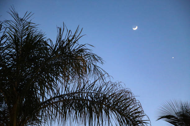 istock Tropical Night / Moon over palm trees 1226819858