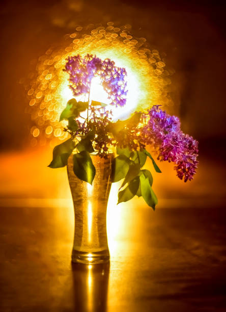 lilac lilac with selective focus on a blurred background with bokeh. floral background