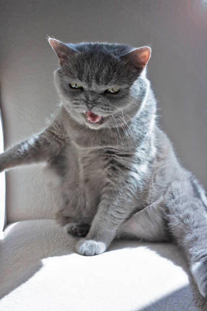 istock Domestic Cat british shorthair 1226820742