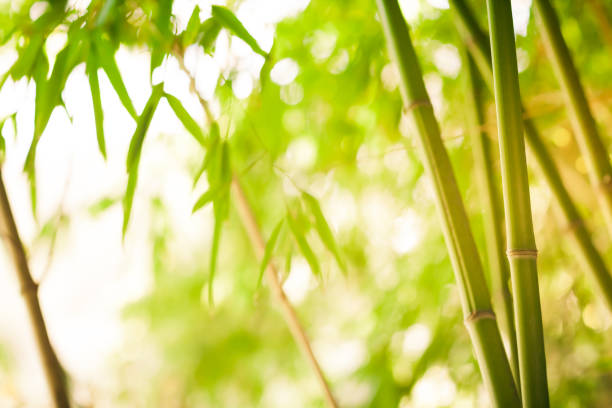 istock Bamboo green forest background on sunny day - soft focus 1226822920