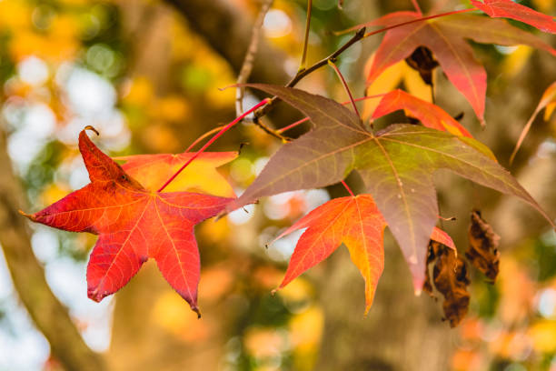 istock Autumn leaves on display in the trees 1226822981