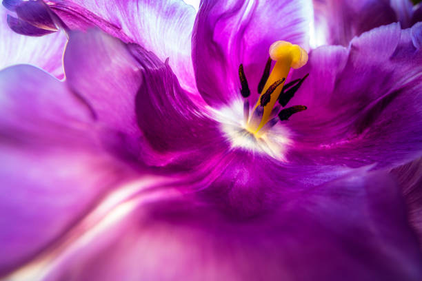 Tulip house Extreme close up of a tulip flower head house violet flower photos stock pictures, royalty-free photos & images