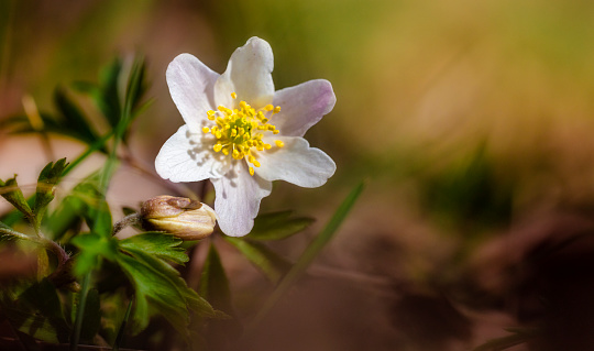 Poppy-flowered anemone