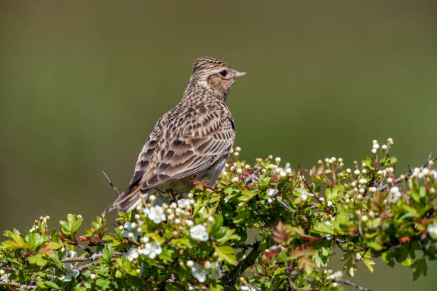 istock Eurasian Skylark, (Alauda arvensis) in its natural habitat. 1226824178