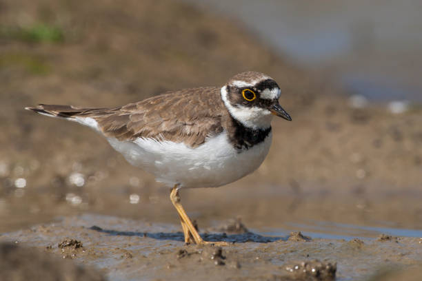 istock Common Ringed Plover, (Charadrius) in a natural habitat. 1226825175