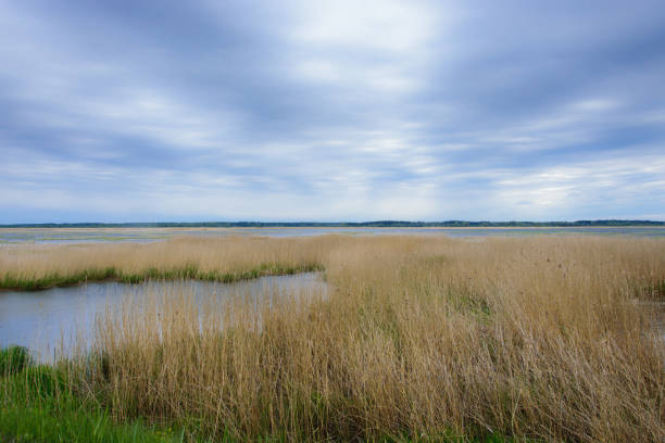 istock A lake overgrown with reeds on a windy cloudy May day. 1226825293