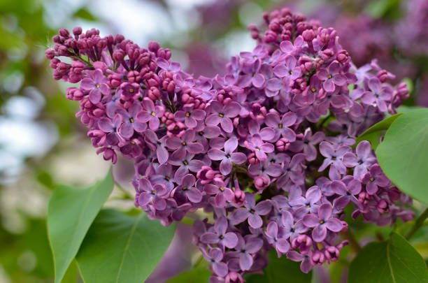 istock Branches of a young lilac bloom among green leaves 1226825738