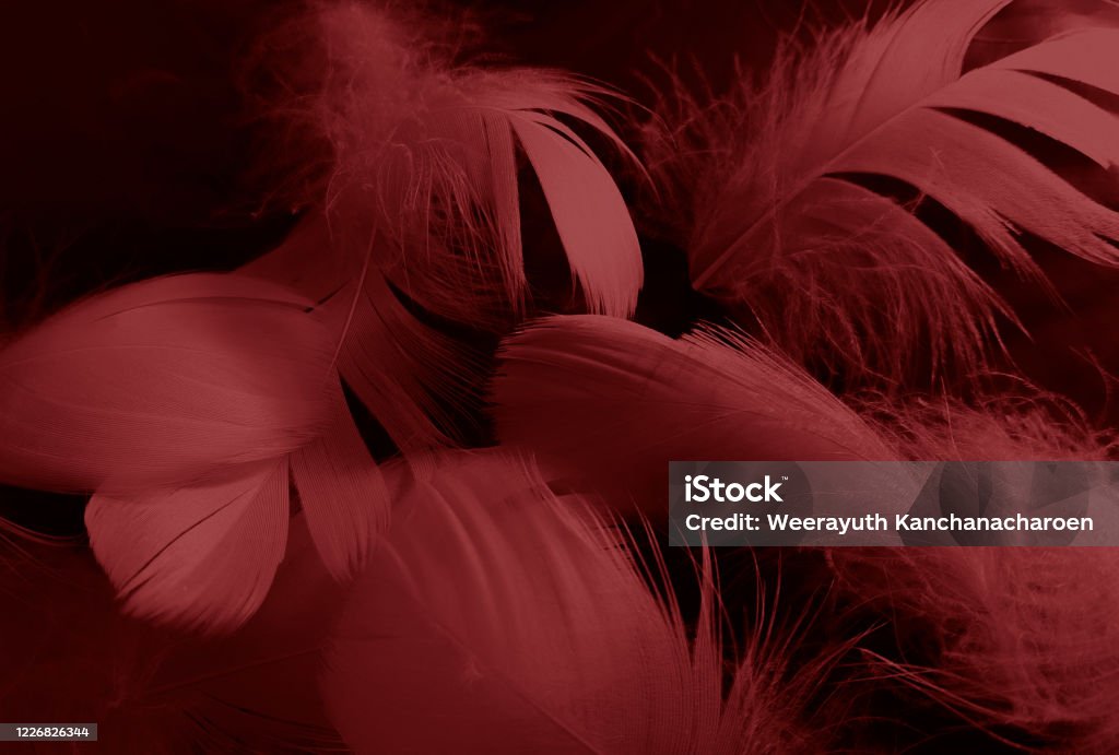 Feather Red Abstract Beautiful Abstract White And Red Feathers On White Background And Soft ...