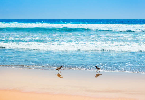 Beautiful waves of the pacific ocean with american oystercatchers
