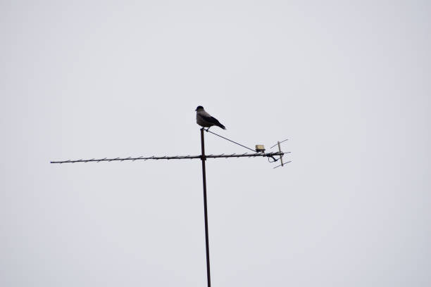 istock Corvus monedula sitting on a tv antenna. 1226827279