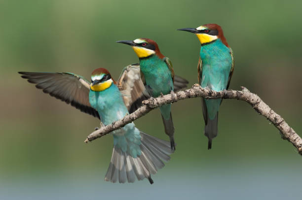 유럽 꿀벌 먹는 사람 (메롭스 아피아스터) - bee eater colorful bird beautiful bird animal 뉴스 사진 이미지