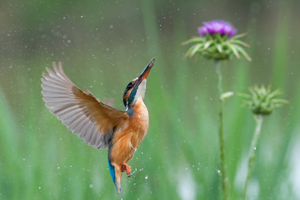 istock Kingfisher emerges from the water after a dive 1226827470