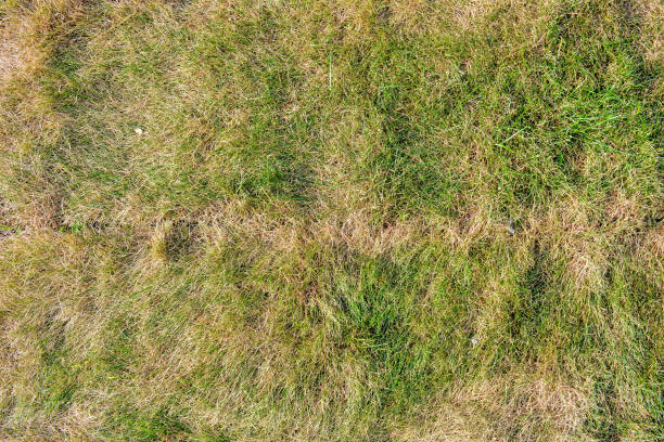 健康な緑の草と枯れた乾燥した草と死ぬ芝生の質感 - lawn mottled grass dead plant ストックフォトと画像
