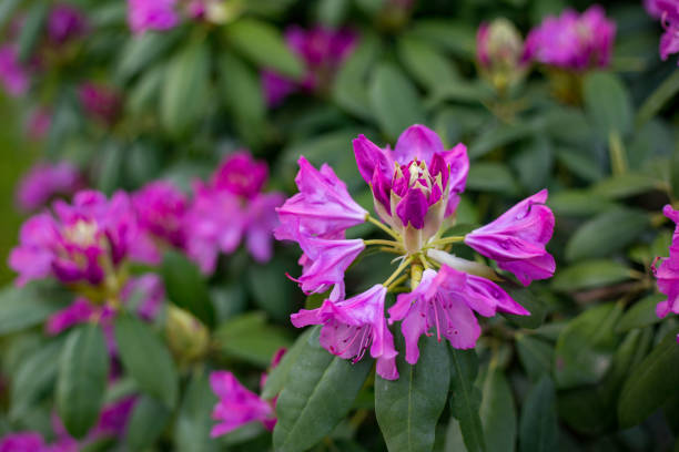 rhododendron lapponicum flower. - single flower flower crocus bud imagens e fotografias de stock