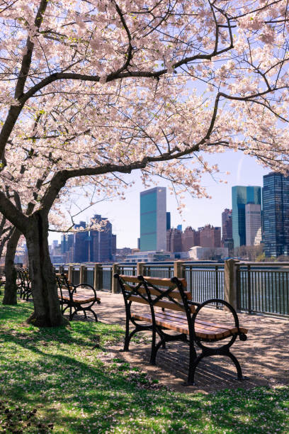 istock Empty Bench under a Cherry Blossom Tree during Spring along the East River at Roosevelt Island with a New York City Skyline View 1226834404