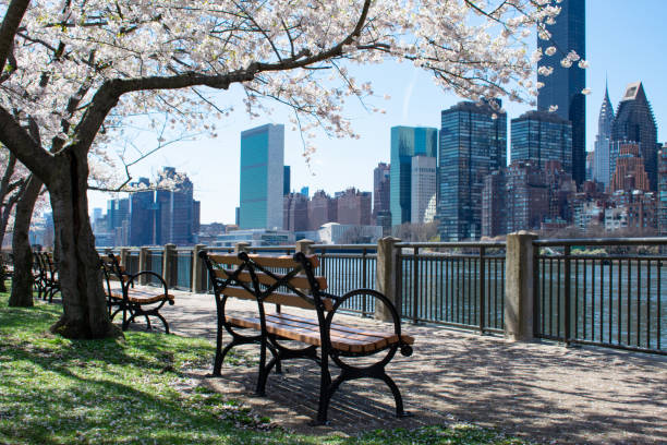 Empty Bench under a Cherry Blossom Tree during Spring along the East River at Roosevelt Island with a New York City Skyline View An empty bench under a flowering cherry blossom tree along the riverfront of the East River during spring on Roosevelt Island with a view of the New York City skyline roosevelt island stock pictures, royalty-free photos & images