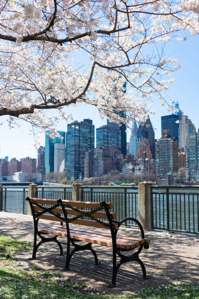 istock Empty Bench under a Cherry Blossom Tree during Spring along the East River at Roosevelt Island with a New York City Skyline View 1226834412
