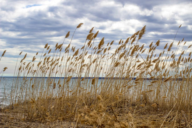 Great Lakes beach with invasive phragamite in Michigan.