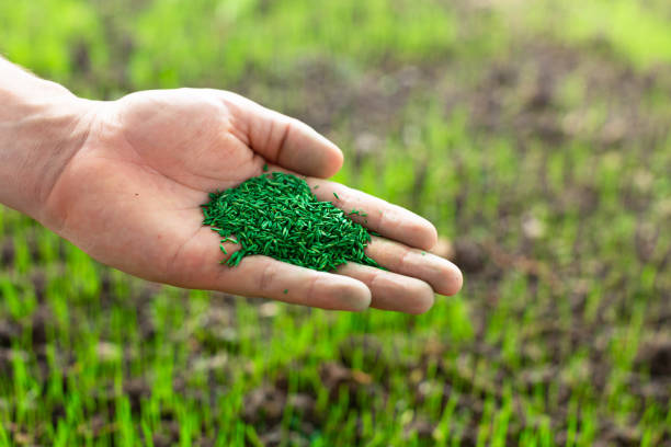 Gardener growing grass seeds in the backyard. Industrial agriculture. Hand holding green grass seeds with new grass sprouts in the background yard. lawn seeder stock pictures, royalty-free photos & images