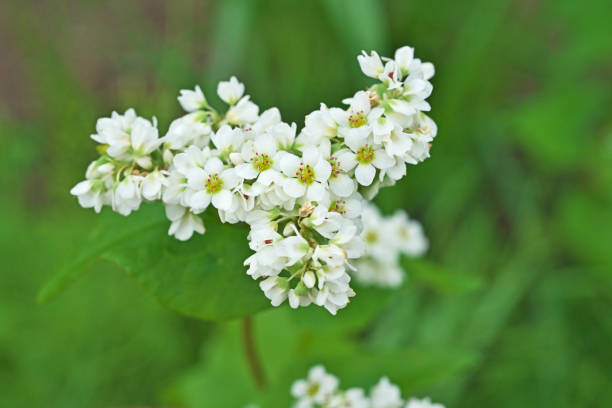 istock Flower of the soba 1226839507