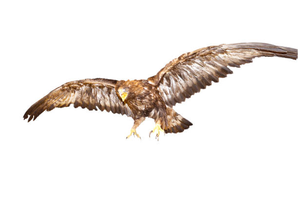 cropping of an eagle diving on a prey cropping of an eagle diving on a prey steppe eagle aquila nipalensis stock pictures, royalty-free photos & images