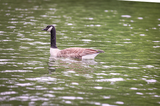 Low angle view of a Canada goose in Prospect Park Brooklyn