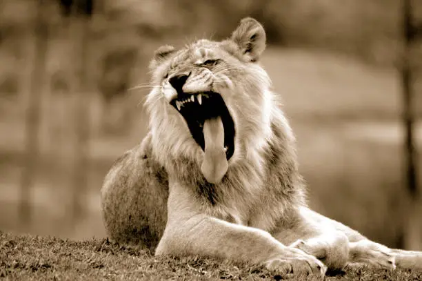 Young adolescent lion roars or yawns shoing his very sharp teeth.