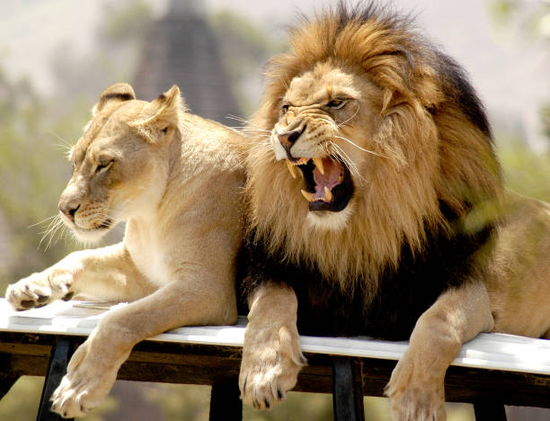 Make lion roars dissatisfaction at his lioness. stock photo