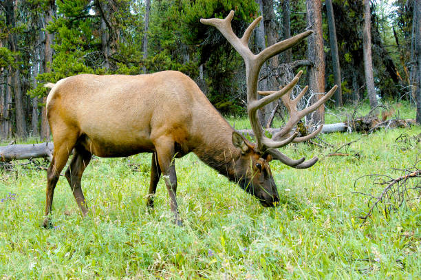 A larger bull elk is in a meadow eating and showing off his enormous antlers.