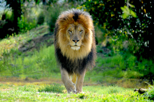 Male Lion staking prey A huge lion is walking straight towards prey as he stalks and gets ready to attack. lion feline stock pictures, royalty-free photos & images