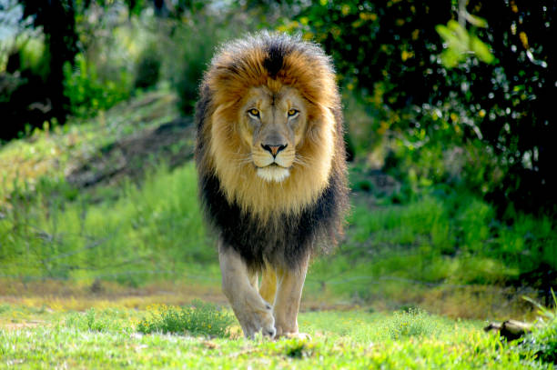 Male Lion staking prey A huge lion is walking straight towards prey as he stalks and gets ready to attack. predator teeth stock pictures, royalty-free photos & images