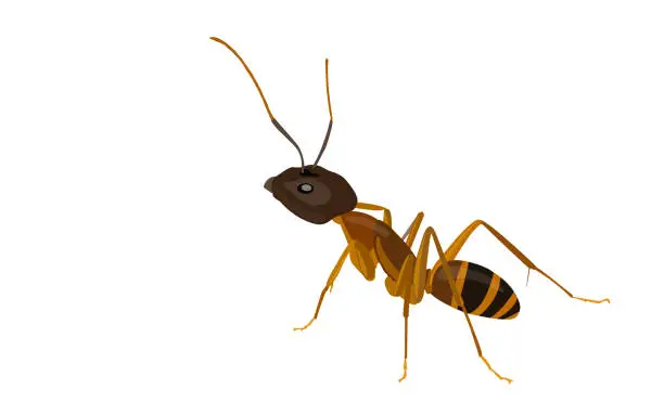 Vector illustration of Ant isolated on white background, insect vector illustration flat style