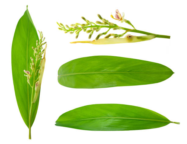 istock galangal leaf and flower isolated on white background 1226845410