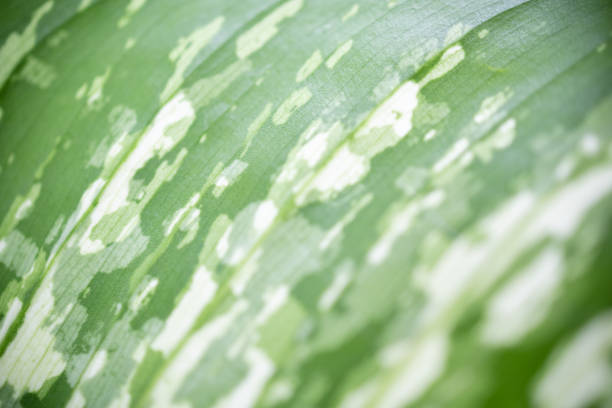 istock Beautiful attractive nature view of texture of green leaf with copy space using as background natural green plants landscape, ecology, fresh wallpaper concept. 1226846328