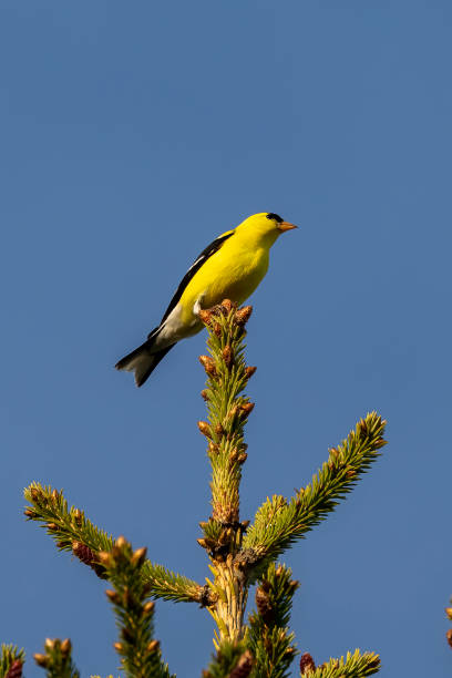 istock The American goldfinch (Spinus tristis) sitting on a spruce. 1226848537