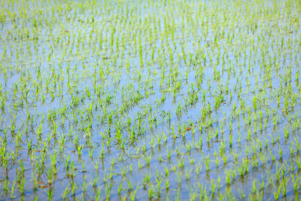 The rice seedling in The greenhouse, grew well