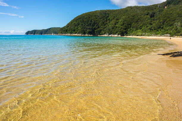 Totaranui Beach Golden beach in the Abel Tasman National Park, South Island, New Zealand. Clear water with golden sandy beach. abel tasman national park stock pictures, royalty-free photos & images