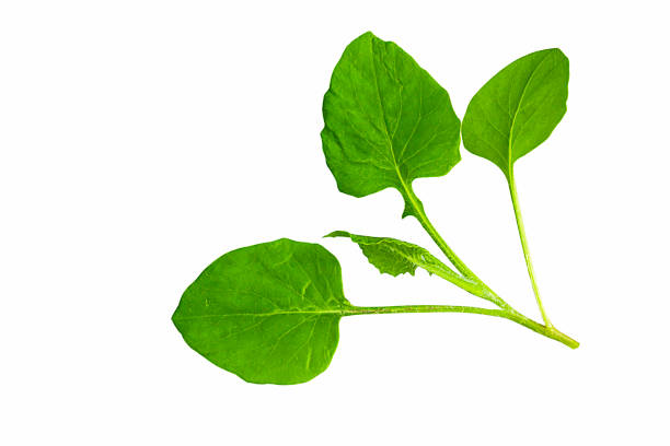 Emilia sonchifolia plant isolated on white background
