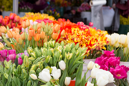 A large group of fresh tulips at an outdoor farmers market or flower market.