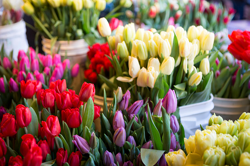 A large group of fresh tulips at an outdoor farmers market or flower market.