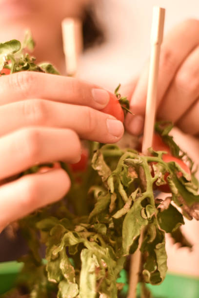 istock Farmer's hands gently harvesting some tomatoes 1226851219