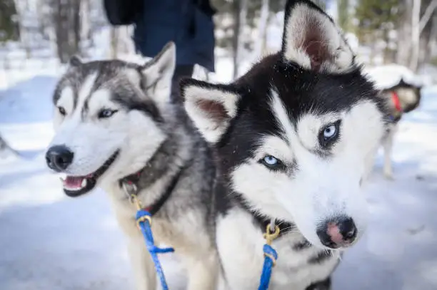 Photo of Close-up of Siberian Husky dogs in winter season of Siberia, Russia.