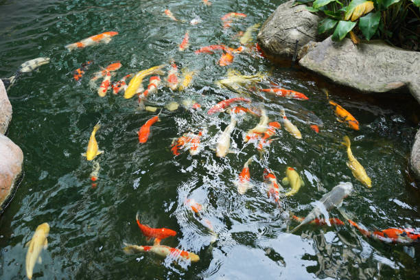 istock Crap fish swimming in the pond with tropical plants 1226851586