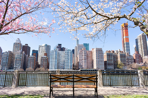 An empty bench under a flowering cherry blossom tree along the riverfront of the East River during spring on Roosevelt Island with a view of the New York City skyline